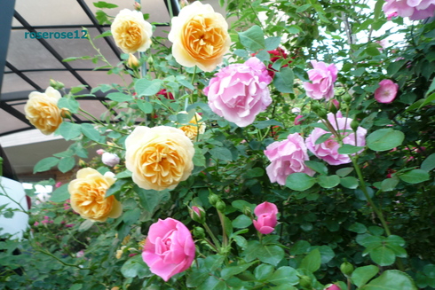 a0249051_1944789.jpg