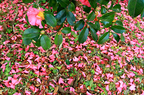 b0014607_153712.jpg