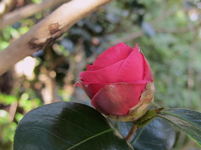 d0154609_11424287.jpg