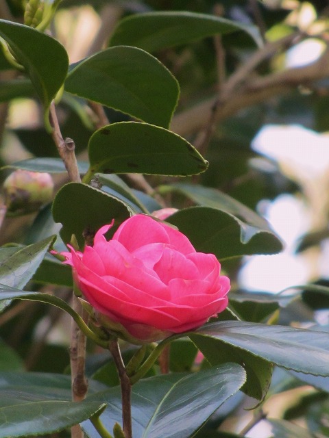 d0154609_11431173.jpg