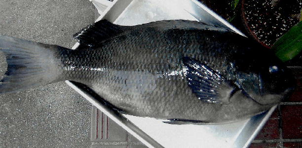 a0107341_2311994.jpg
