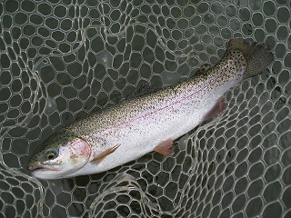 f0065341_1619246.jpg