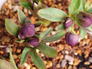 e0105760_12502778.jpg