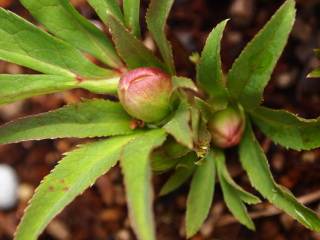 e0105760_12503361.jpg