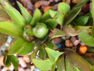 e0105760_1250399.jpg