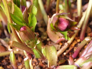 e0105760_12504563.jpg