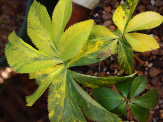 e0105760_12505757.jpg