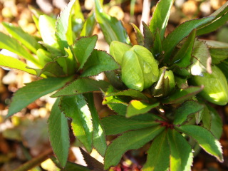 e0105760_125110100.jpg