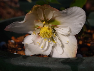 e0105760_1251359.jpg