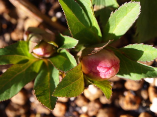 e0105760_12514142.jpg