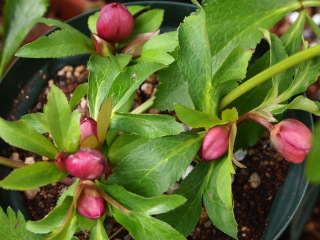 e0105760_6315812.jpg