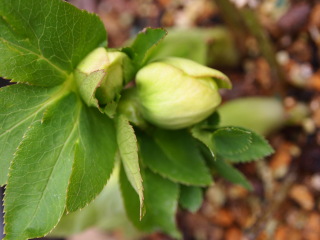 e0105760_632111.jpg