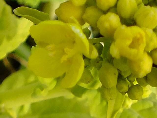 e0145782_18382938.jpg