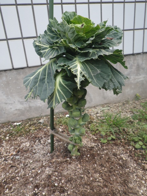 a0272033_16382379.jpg