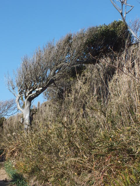 e0145782_16315084.jpg