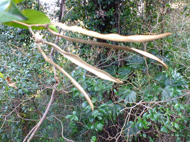 e0145782_16381266.jpg