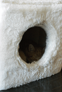 c0193788_1029835.gif