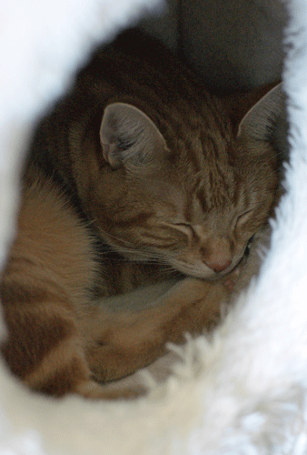 c0193788_10314162.gif