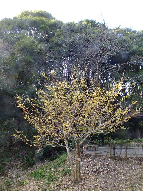 e0145782_1515354.jpg