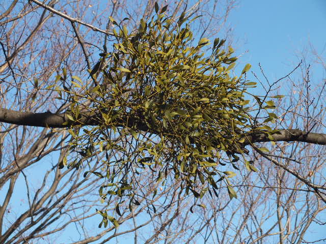 e0145782_15183448.jpg
