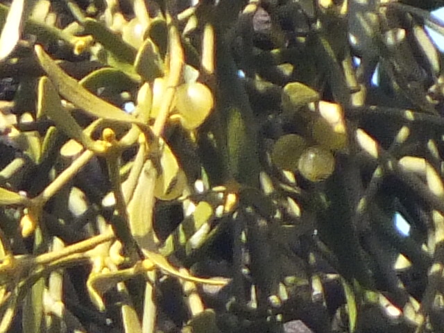 e0145782_15185836.jpg