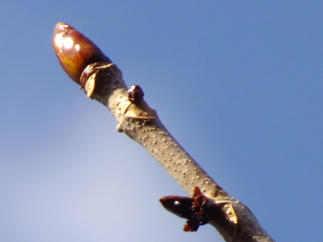 e0145782_15191885.jpg