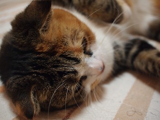 a0152391_2048422.jpg