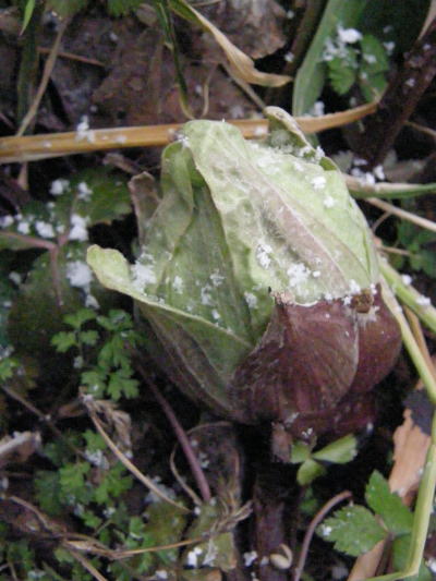 e0017396_233018.jpg
