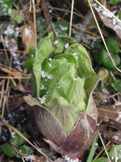 e0017396_2331790.jpg