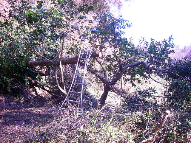 b0096418_17552898.jpg