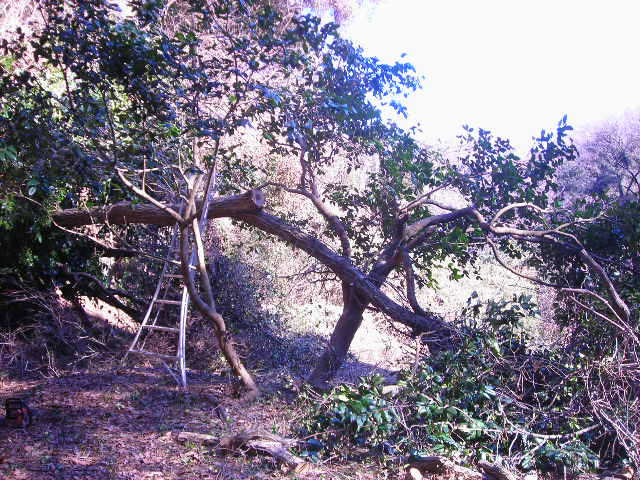 b0096418_1756586.jpg