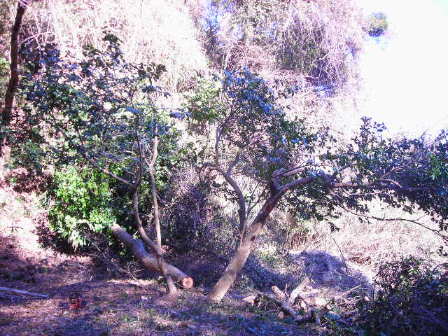 b0096418_17572574.jpg