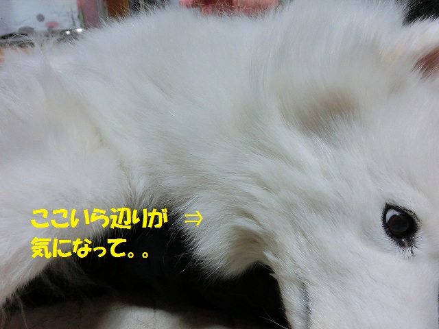e0196135_2313020.jpg