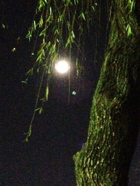 b0181457_1143865.jpg