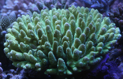 a0162261_21521711.jpg