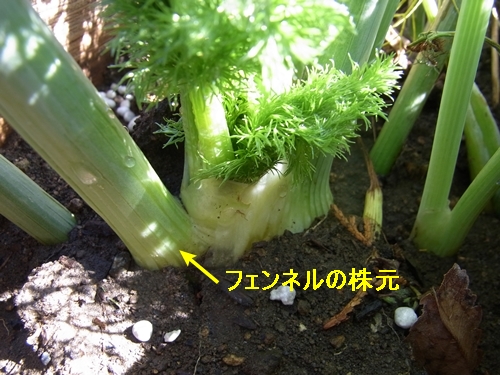 a0291885_120407.jpg