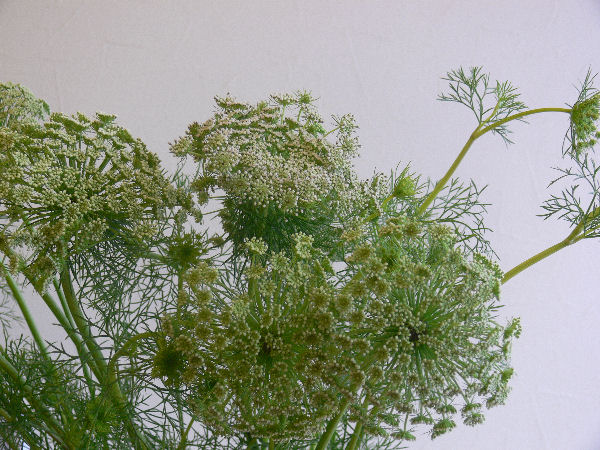 e0140986_14115795.jpg