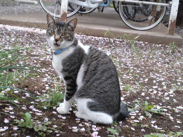 a0206019_039049.jpg