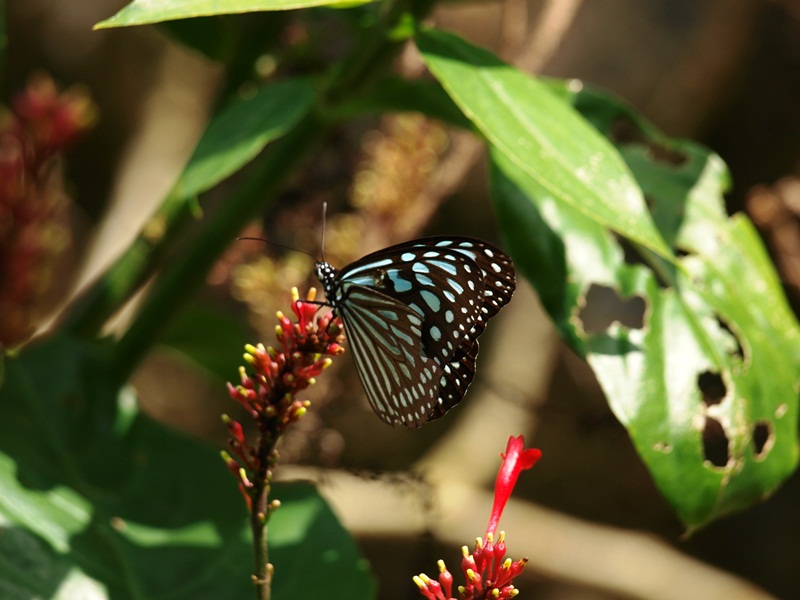 f0083281_20472031.jpg