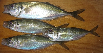 f0003283_2135193.jpg
