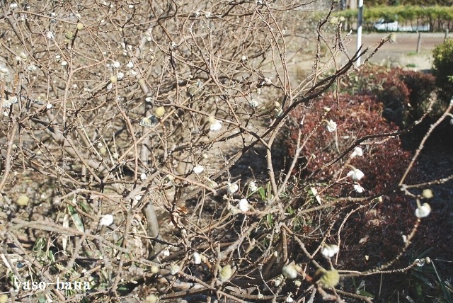 e0025300_18315630.jpg