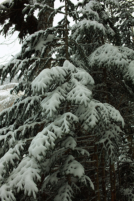 a0148606_23305163.jpg