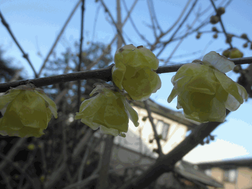 c0136736_940269.gif