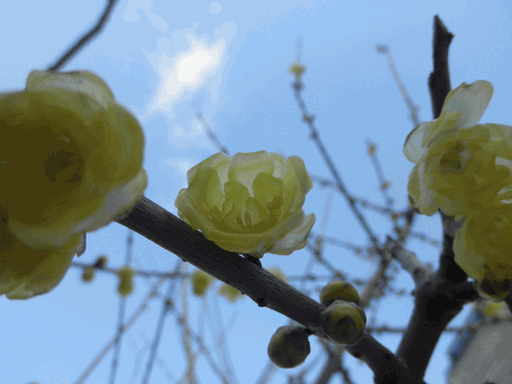 c0136736_9415016.gif
