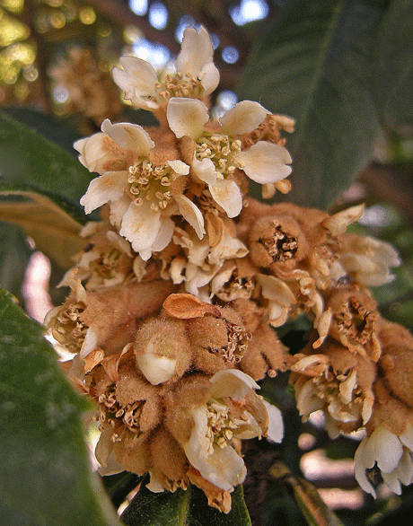 a0001354_20113632.gif