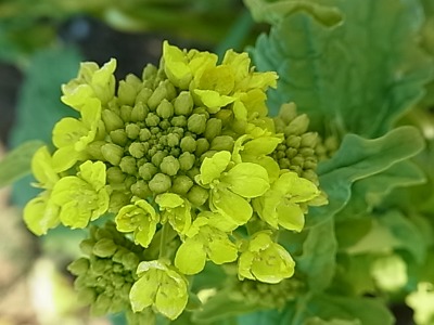 c0209377_18355310.jpg