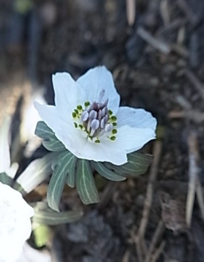 c0209377_18371661.jpg