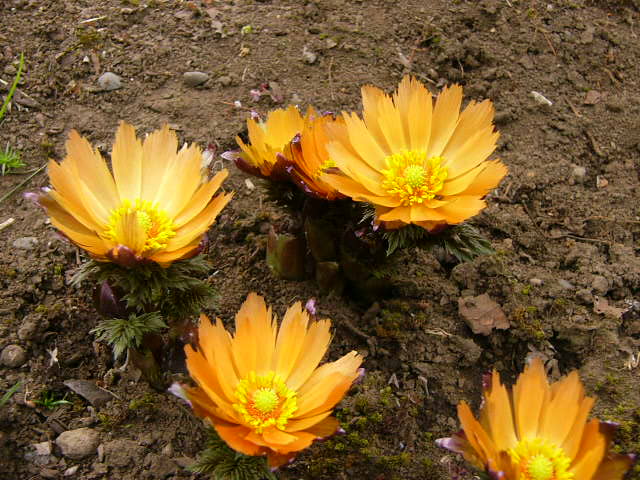 e0145782_1005932.jpg