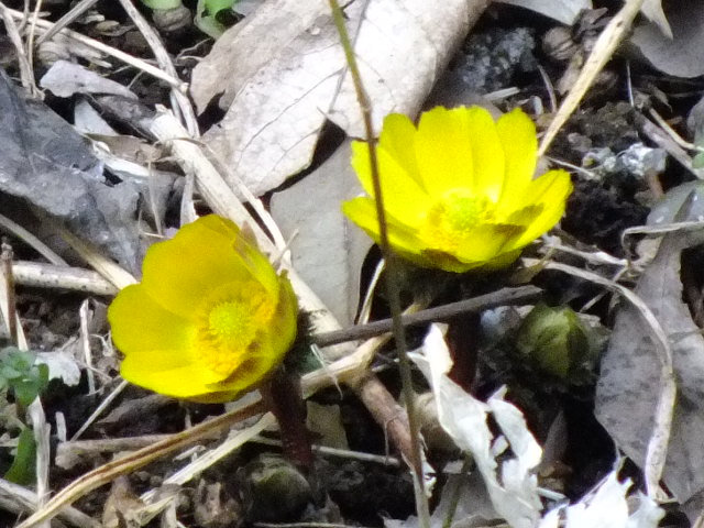e0145782_9551275.jpg