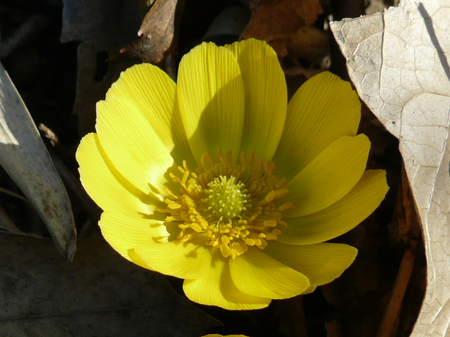 e0145782_9575610.jpg